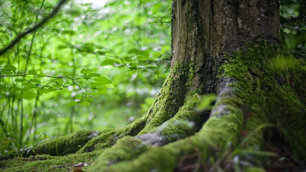 La ONU apuesta por un 2030 con más bosques en el planeta