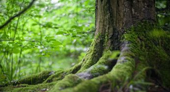 La ONU apuesta por un 2030 con más bosques en el planeta