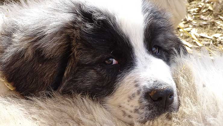 Los perros se crían desde cachorritos con ovejas o cabras para que sean parte del rebaño (Foto de WSC).