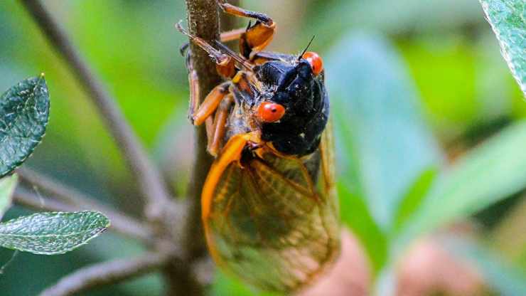 emergencia masiva de cigarras en EEUU