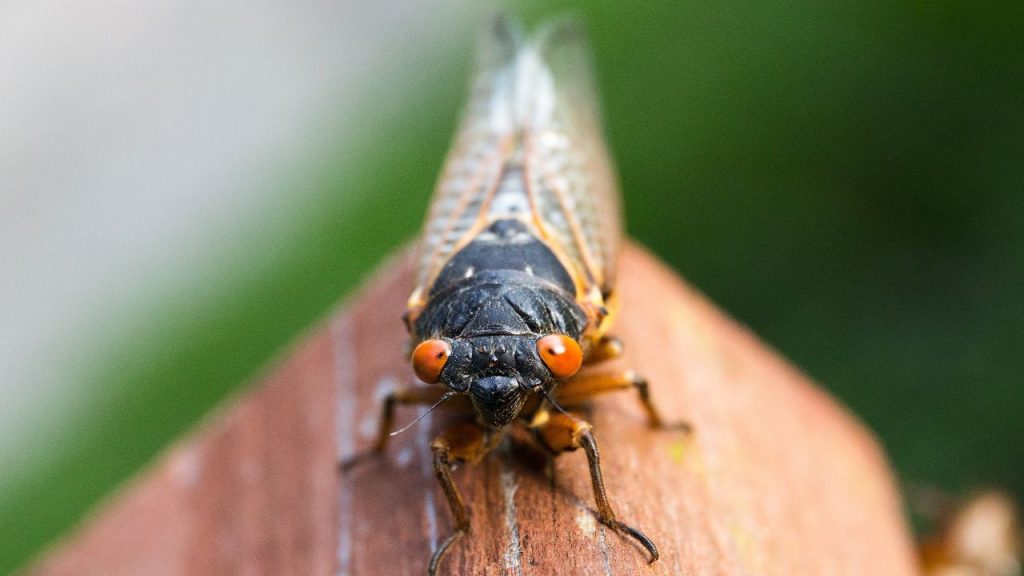 El fenómeno de las cigarras en Estados Unidos