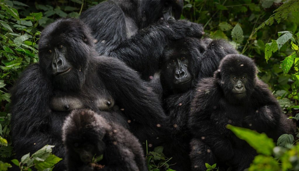 Se estima que el 60% de los gorilas de montaña habitan dentro de Virunga (Foto Parque Nacional Virunga).