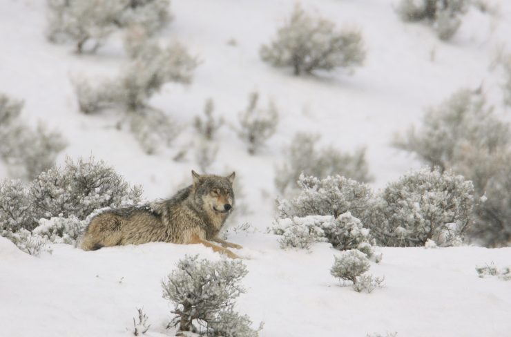 Lobos en Yellowstone