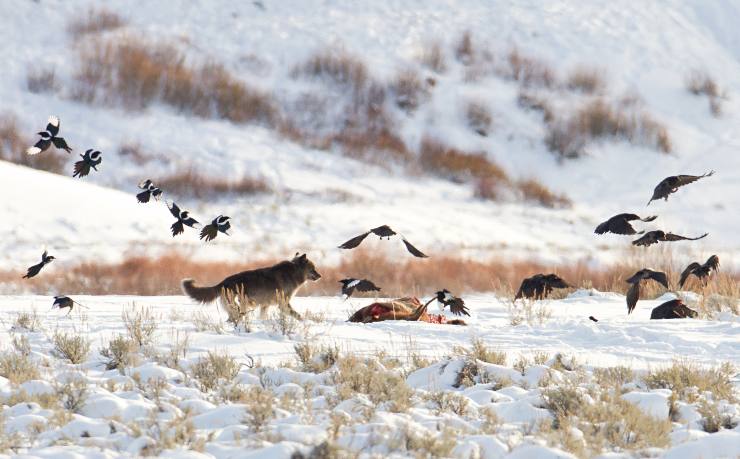 Lobos en Yellowstone