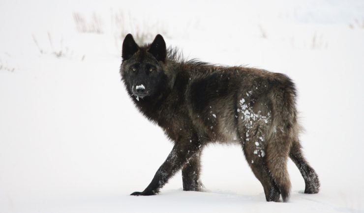 Lobos en Yellowstone