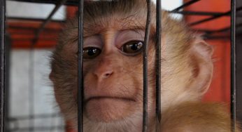 Experimentación con animales, ¿necesaria o condenable?