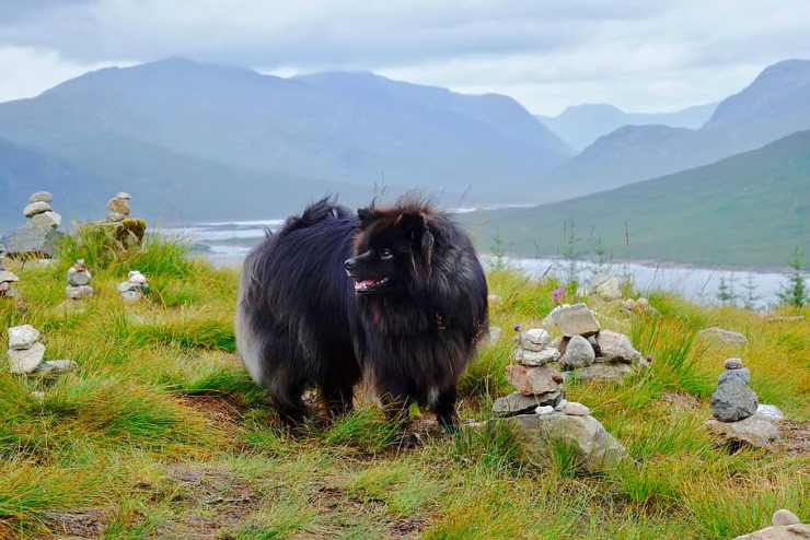 viajar con perros