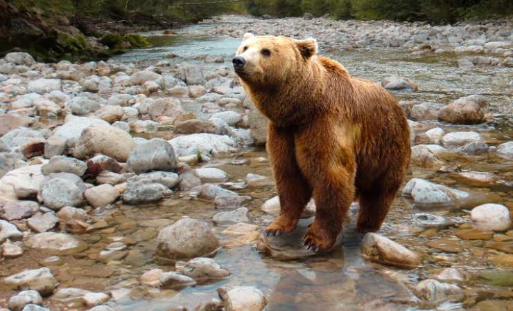 Oso en Libertad