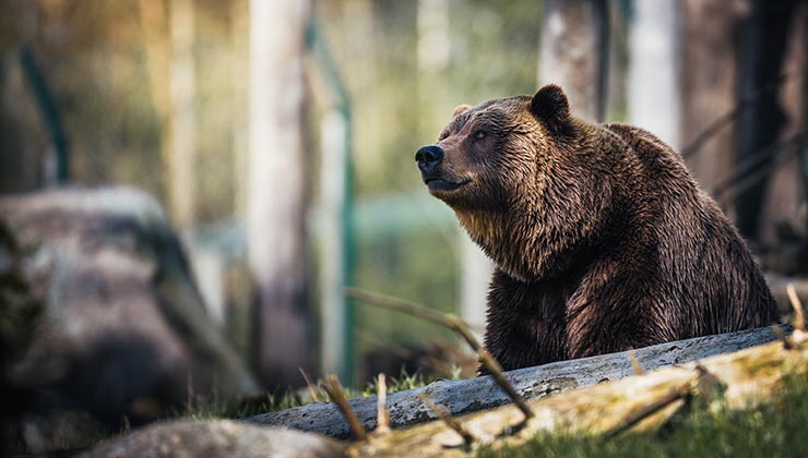 Los osos pardos fueron los principales beneficiados por la vuelta de los lobos a Yellowstone (Foto de Janko Ferlic - Pexels).