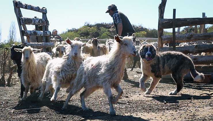 La idea es que lo perros se mezclen con el ganado para protegerlo (Foto de Federico Gregorio - WSC). 