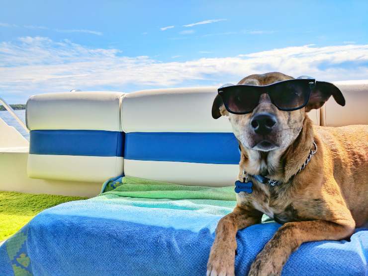 Viajar con mascotas