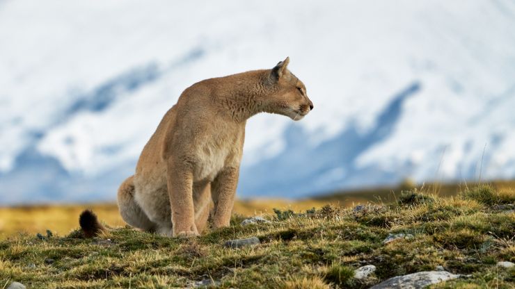 Puma de la Patagonia