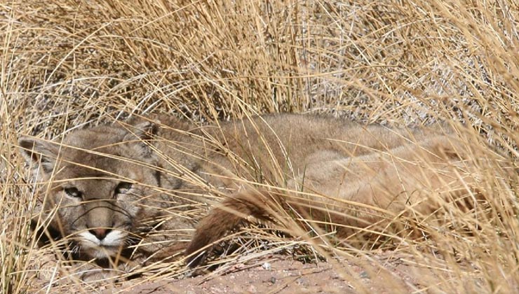 El puma concolor es una especie que decrece en cantidad de individuos (Foto de Julio Monguillot - Administración de Parques Nacionales de Argentina).