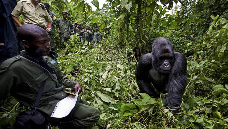 Los guardaparques de Virunga son fundamentales para preservar a los gorilas de montaña (Foto Parque Nacional Virunga).