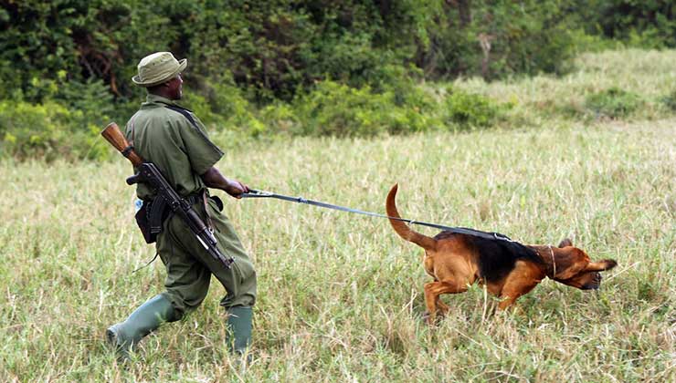 Más de 600 rangers protegen el parque (Foto Parque Nacional Virunga).