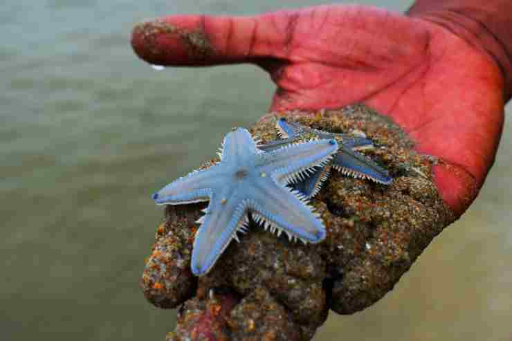 estrellas de mar se ahogan por falta de oxígeno