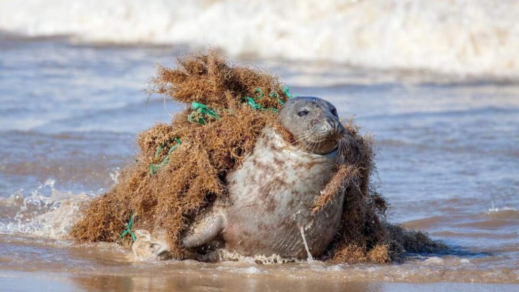 redes fantasma: trampas mortales para la fauna marina