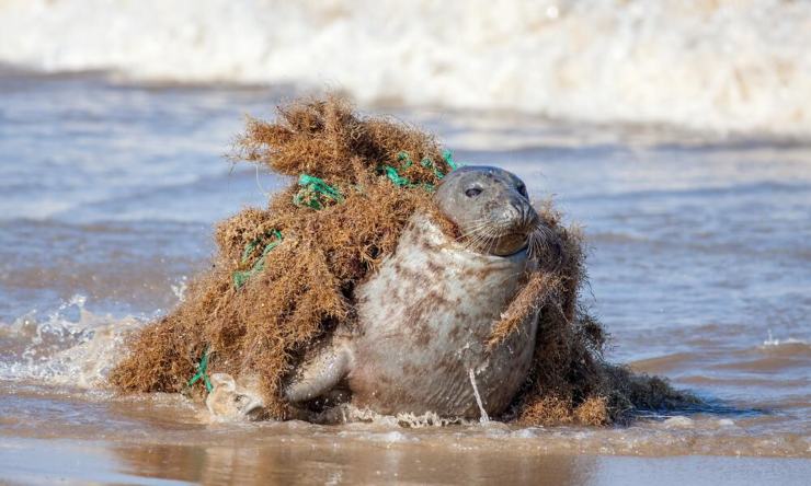 redes fantasma: trampas mortales para la fauna marina