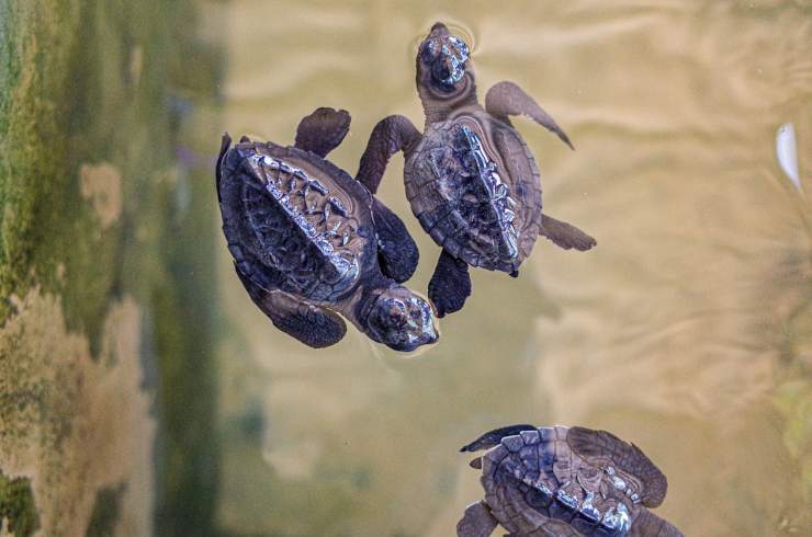 eclosion de huevos de tortugas marinas