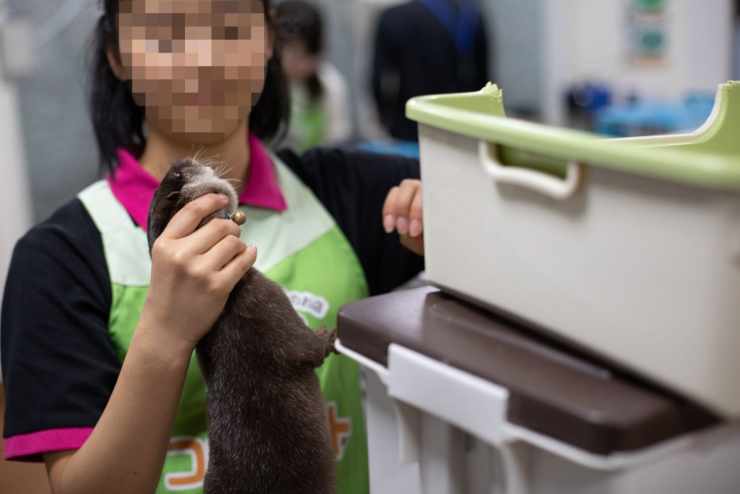 no compartas fotos de nutrias domesticadas