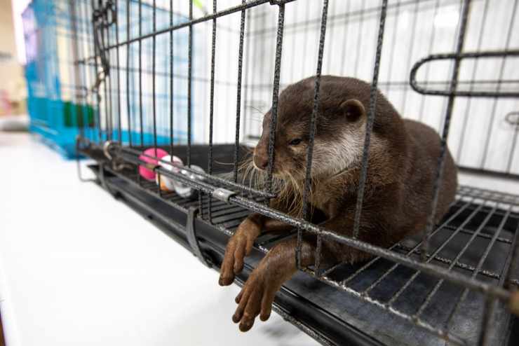 no viraliceslas fotos de nutrias mascota