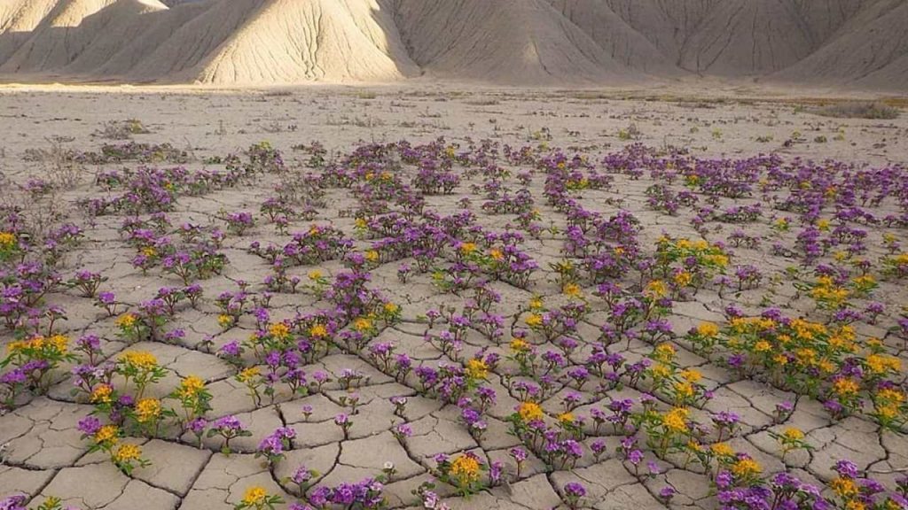 el desierto de Atacama florece
