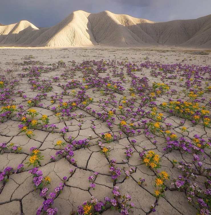 el desierto de Atacama florece