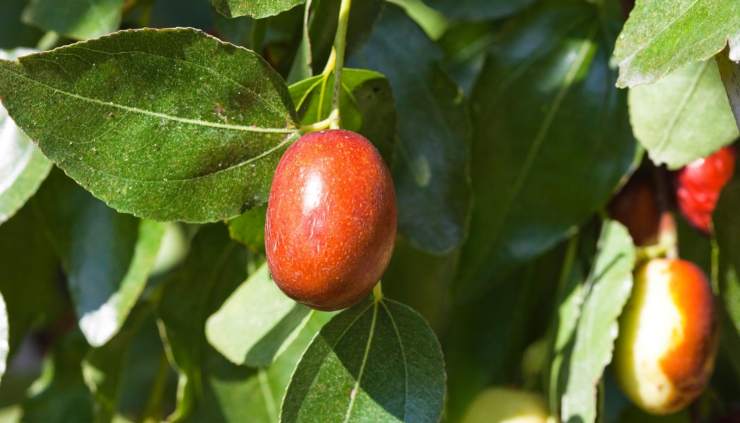 sistemas ancestrales de cultivo podrían salvar el planeta