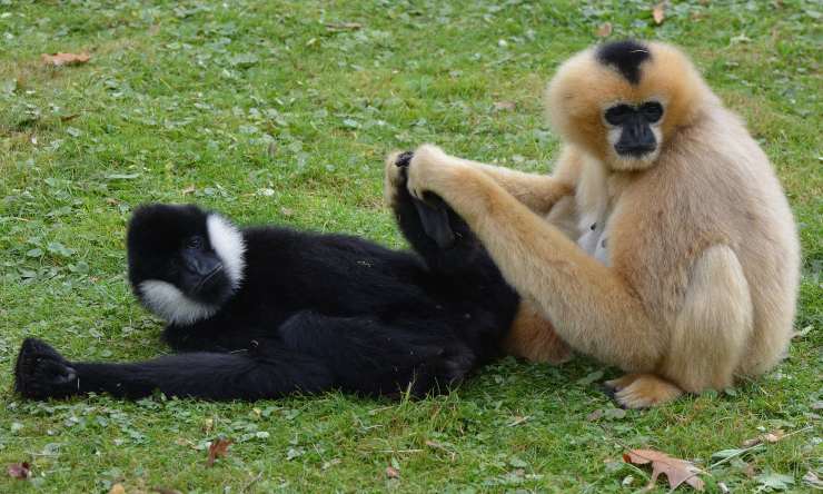 animales que eligen pareja para toda la vida