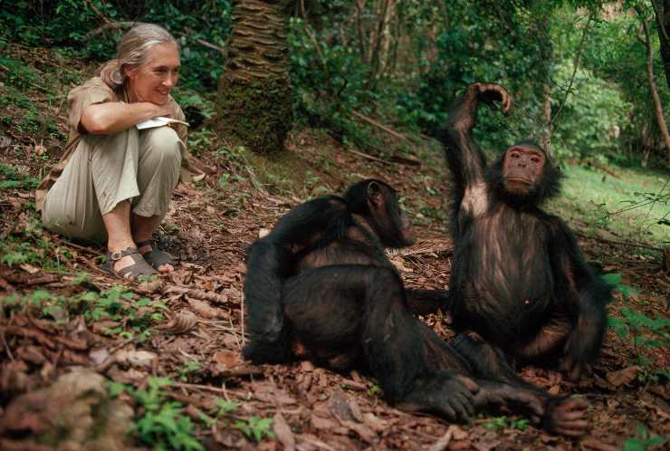 Jane Goodall