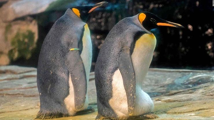 Pareja de pinguinos