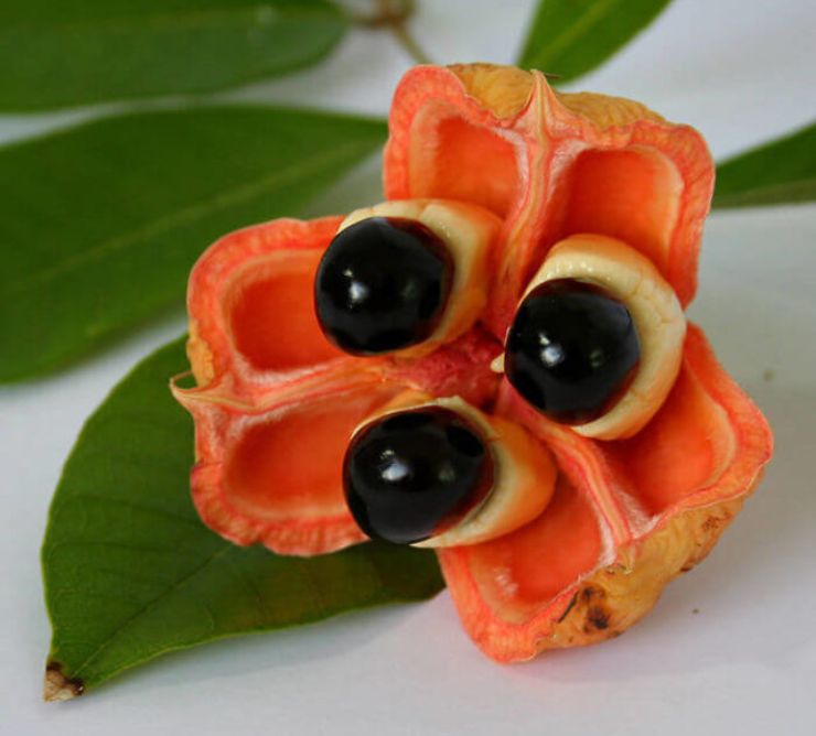 ackee