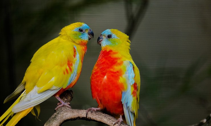 animales que eligen pareja para toda la vida