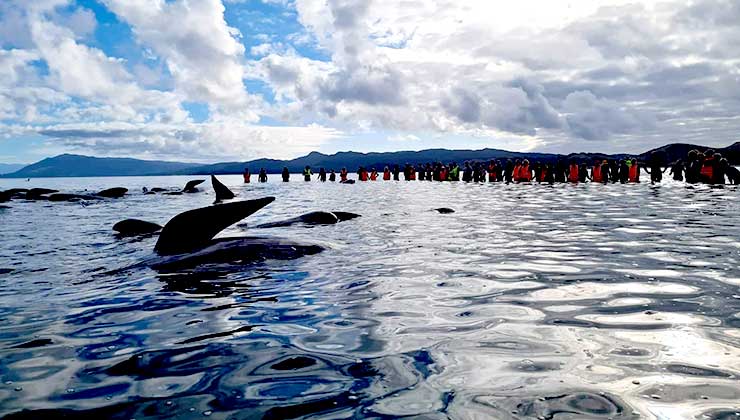 Los rescatista lograron liberar a las ballenas ayudados por el aumento de la marea (Foto de Proyect Johan).