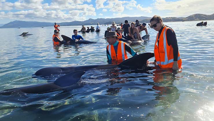 El rescate de las ballenas se llevó a cabo por voluntarios y el gobierno de Nueva Zelanda (Foto de Proyect Johan).