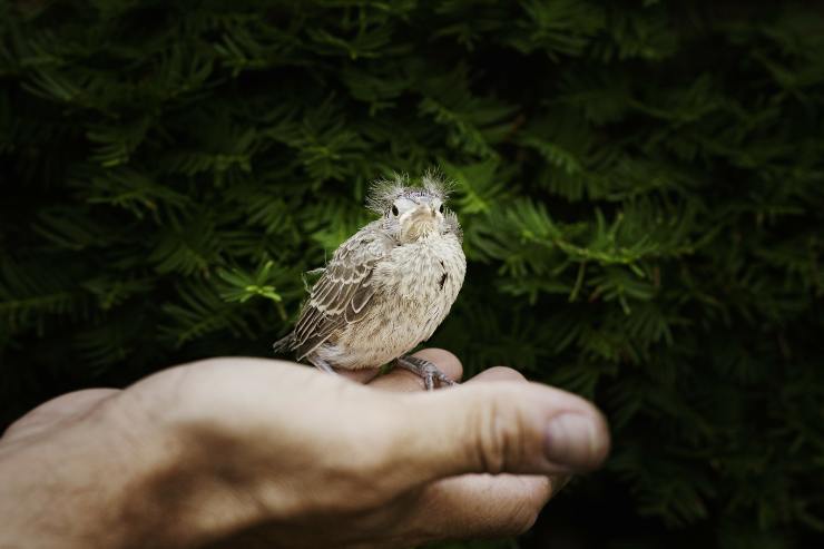 la biodiversidad hace más felices a las personas