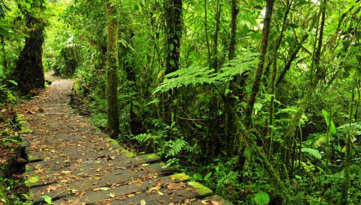 En el parque Bosque Nuboso Monteverde la naturaleza explota en verde (Foto de Visit Costa Rica).