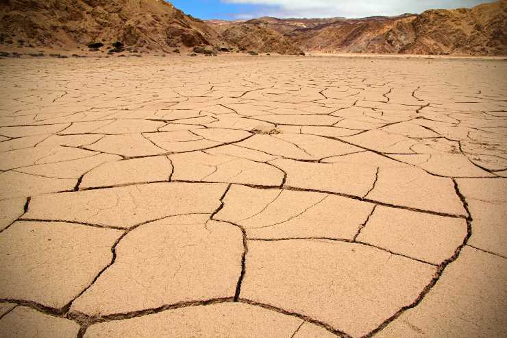 el desierto de Atacama florece