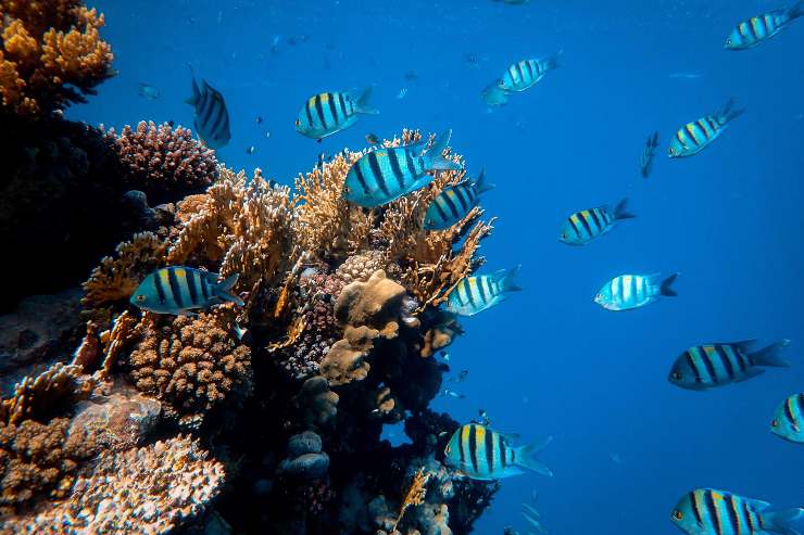 Los arrecifes de coral podrían desaparece este siglo