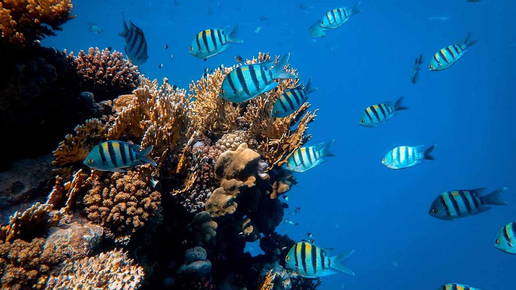 Los arrecifes de coral son ecosistemas elementales de los océanos que se deben proteger (Foto de Francesco Ungaro - Pexels).