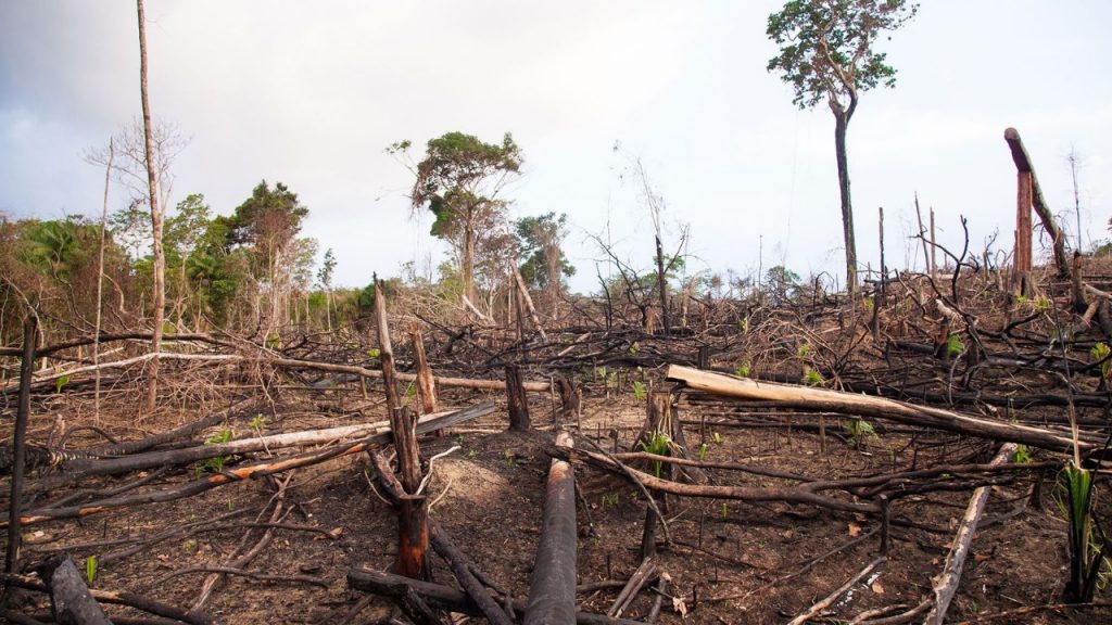 Deforestación: Argentina tiene 100 mil hectáreas menos de bosques