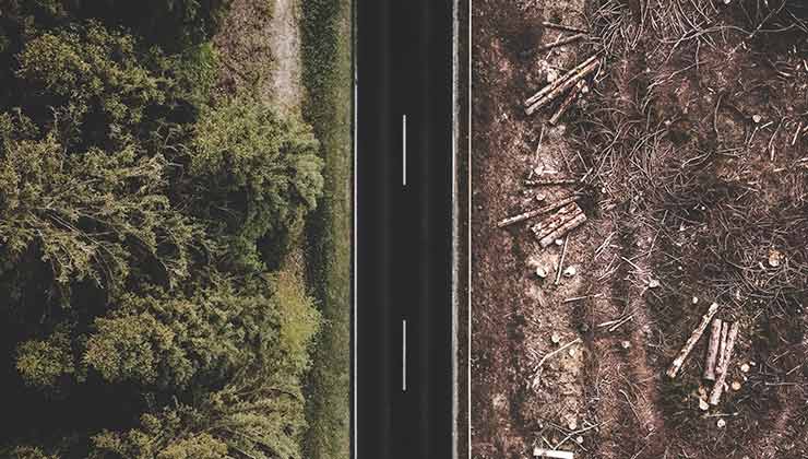 La deforestación y la pérdida de ecosistemas es una de las causas del calentamiento global (Foto de Justus Menke - Pexels).