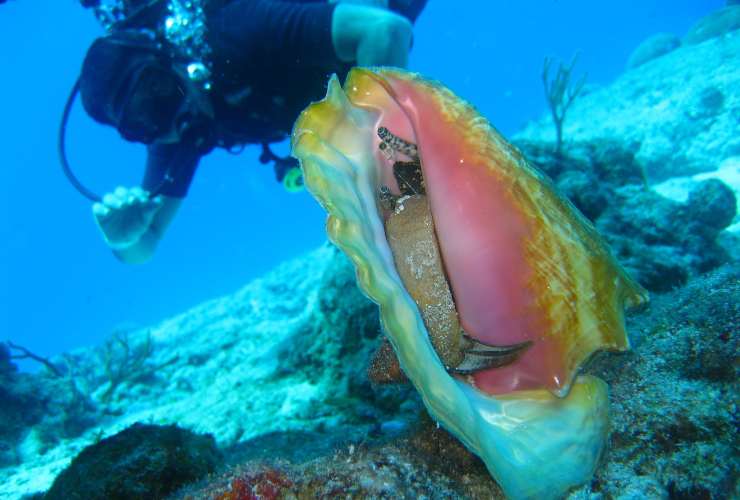 por que no debes sacar los caracoles de la playa