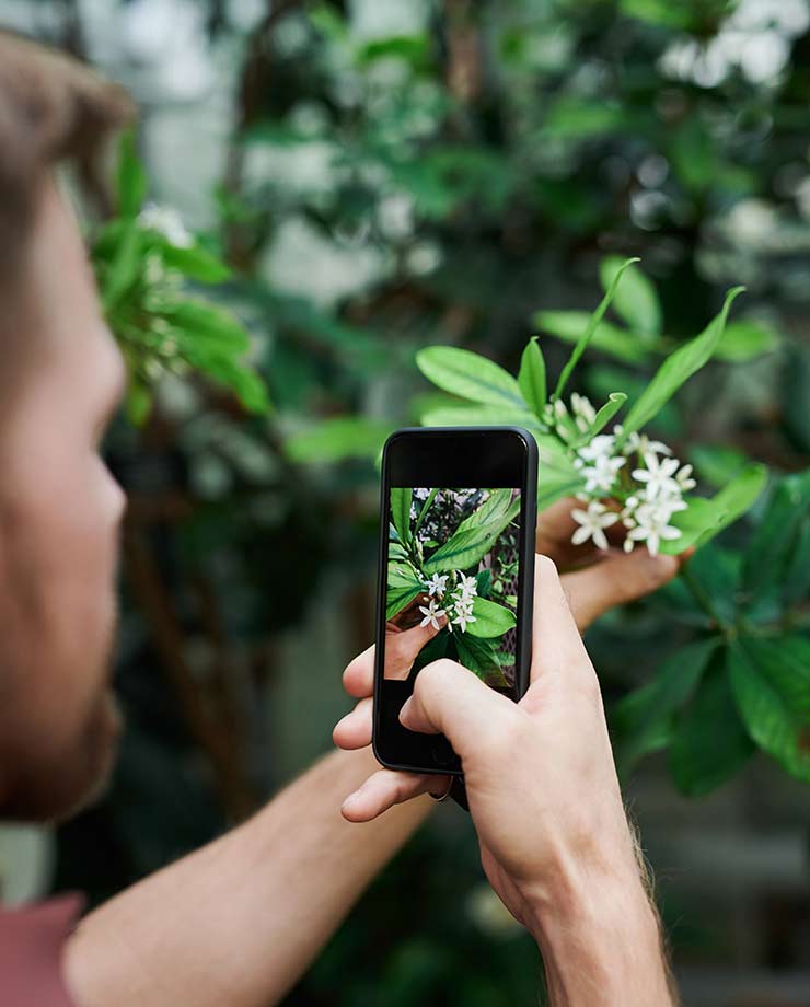 Para sacar fotos de flores lo mejor es acercar el teléfono (Foto de fauxels - Pexels).