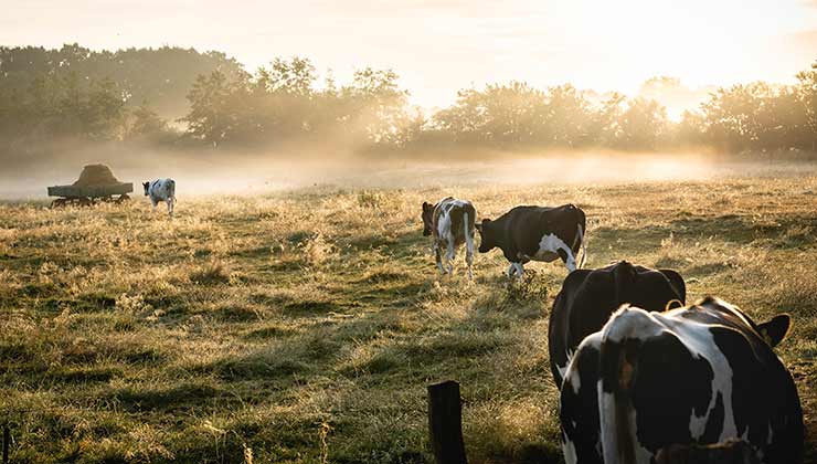 La producción agrícola ganadera es una de las razones de los desmontes en Argentina (Foto de Lukas Hartman - Pexels). 