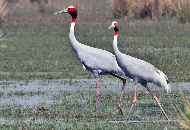 animales que eligen pareja para toda la vida