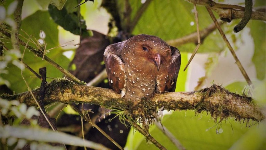 la misión ecológica de los guácharos