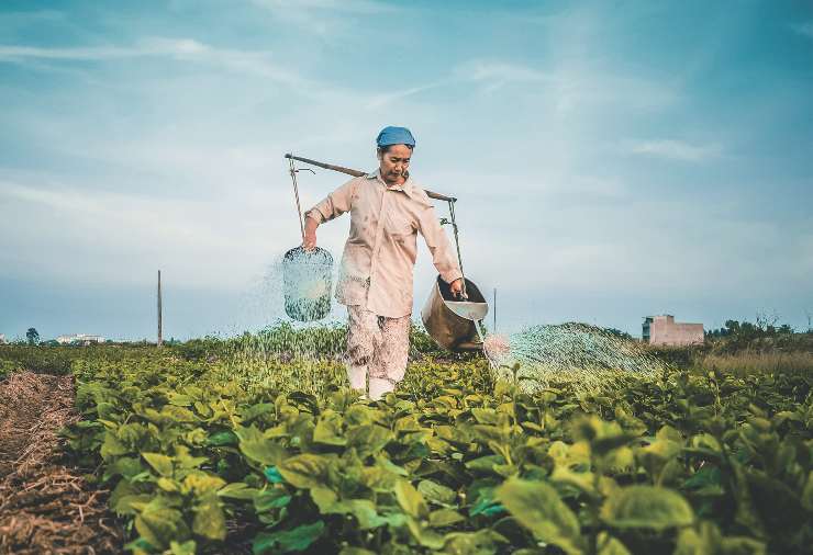 sistemas tradicionales de cultivo