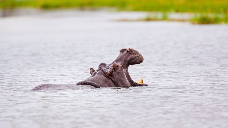 La historia de los hipopótamos africanos del Cartel de Medellín