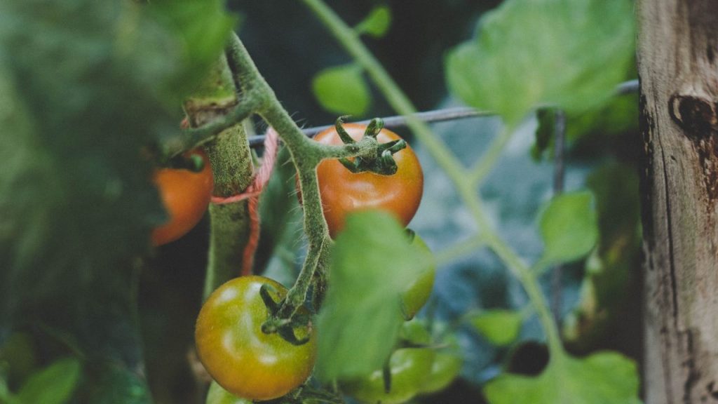 Huerta propia